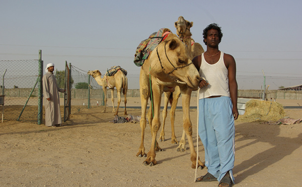 II. Dubaï : les dromadaires, passion émiratie