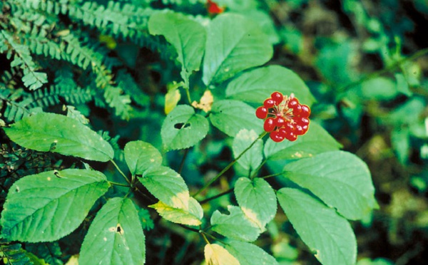 Le Ginseng est-il un remède universel ?