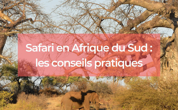 Safari en Afrique du Sud : les conseils pratiques