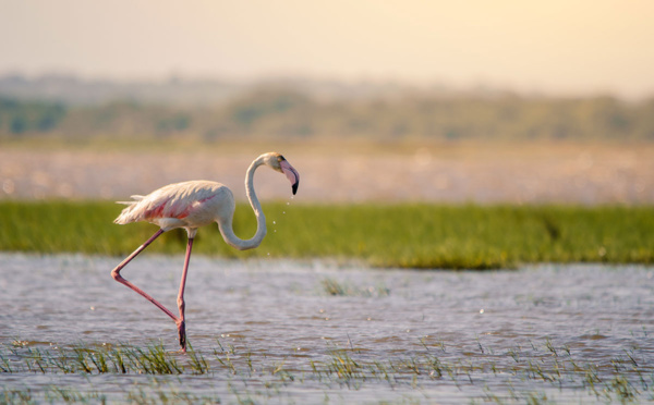 Afrique du Sud : Safaris animaliers et rendez-vous culturels dans le KwaZulu-Natal