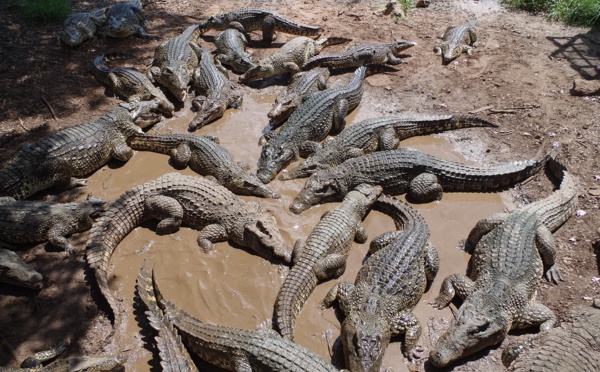 Un jeune couple mangé par des crocodiles pendant leurs vacances