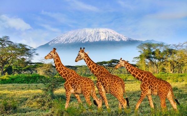 Le Kenya révèle son portail de demande d'autorisation de voyage électronique ETA | DR: Shutterstock