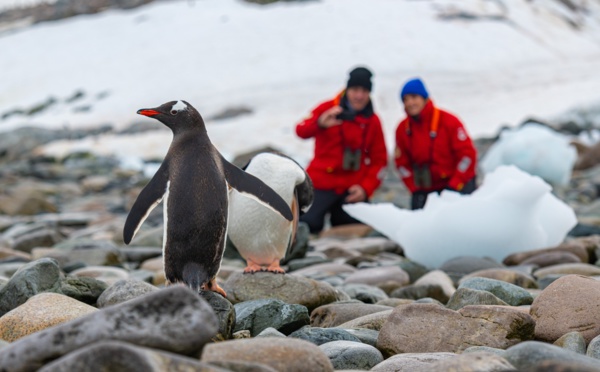 Antarctique : Viking Cruises découvre une colonie inconnue de manchots à jugulaire