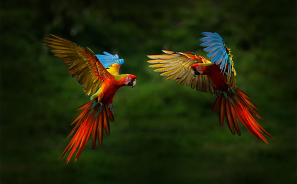 Perroquet Ara Ara macao © Shutterstock