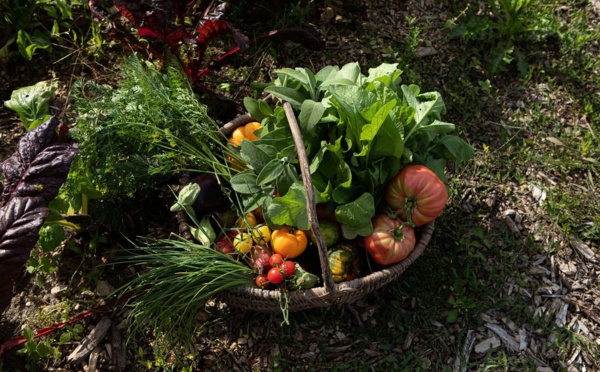 Les potagers des chefs, incontournable marqueur des hôtels de luxe