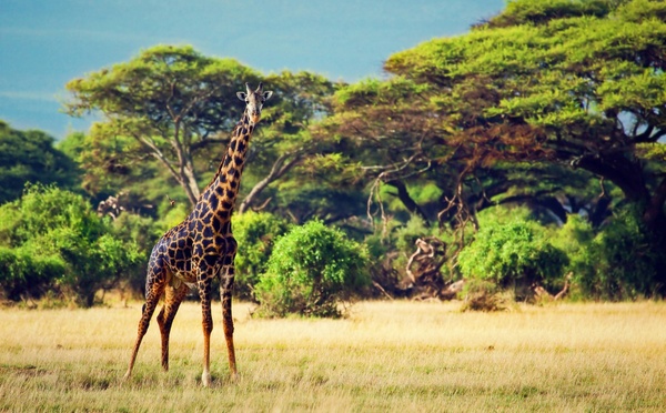 SETOSPHÈRE s’engage pour le climat au Kenya
