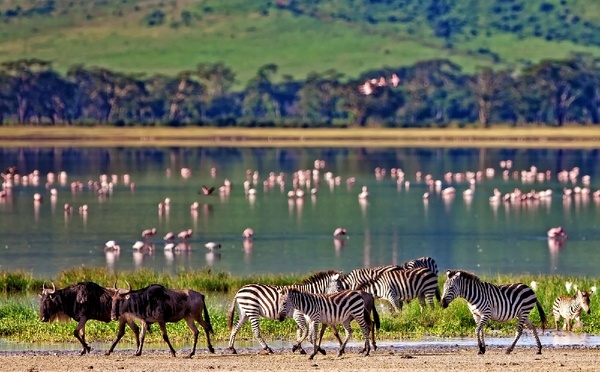 Liste noire Tanzanie : les compagnies étrangères en renfort ? - Depositphotos.com Auteur palko72