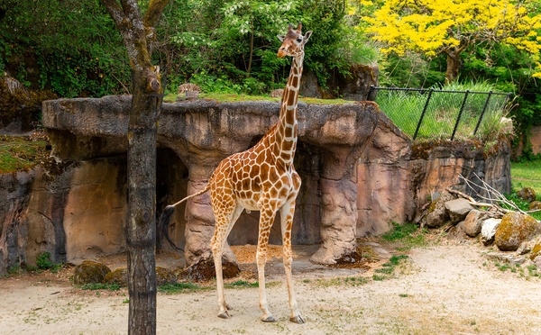 Le Zoo de La Flèche lance les réservations pour 2026 - Photo : Depositphotos.com @AnSyvan