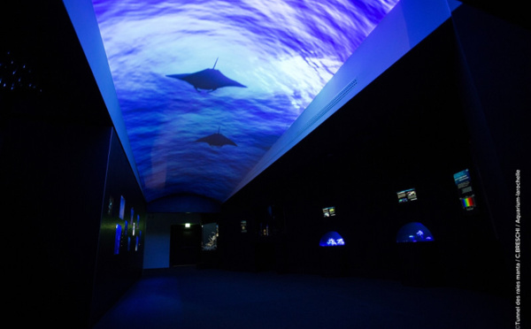 Pour éclairer les abysses, Aquarium La Rochelle ouvre une "Galerie des Lumières"