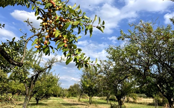 Les Côtes de Meuse, un territoire méconnu souvent surnommé le "Pays Mirabelle" (© PB)