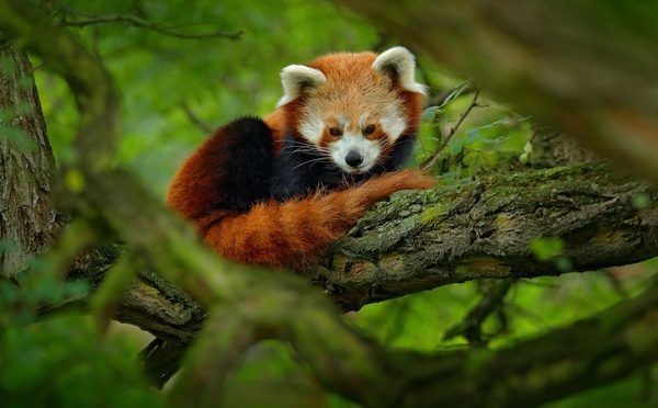 Le Zoo de La Boissière-du-Doré a vécu un été 2025 exceptionnel avec la naissance rare de deux pandas roux - Depositphotos.com, @OndrejProsicky