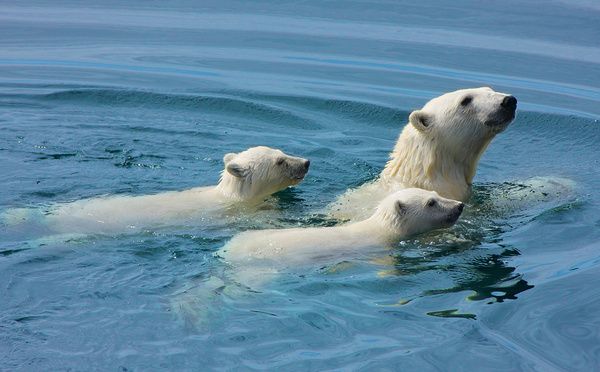 Ours polaires, Nunavik (Nord du Québec) © Tourisme Nunavik