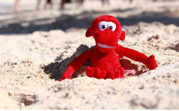 La Case de l'Oncle Dom : à qui le vieux singe (rouge) fera-t-il des grimaces ?