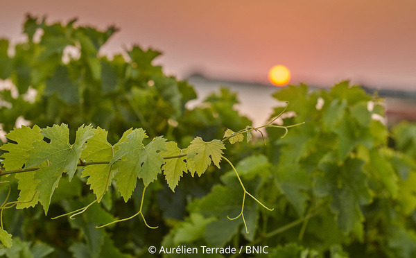 Coucher de soleil au-dessus des vignes et de l’Océan © Aurélien Terrade / BNIC