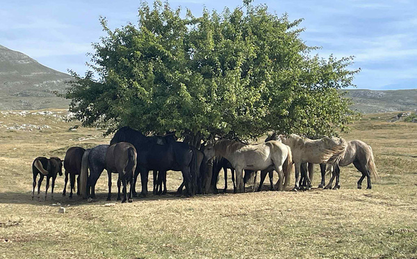 chevaux sauvages de Livno, Bosnie © Breathe in Travel