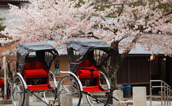 Japon : ANA propose des vols intérieurs gratuits aux voyageurs français