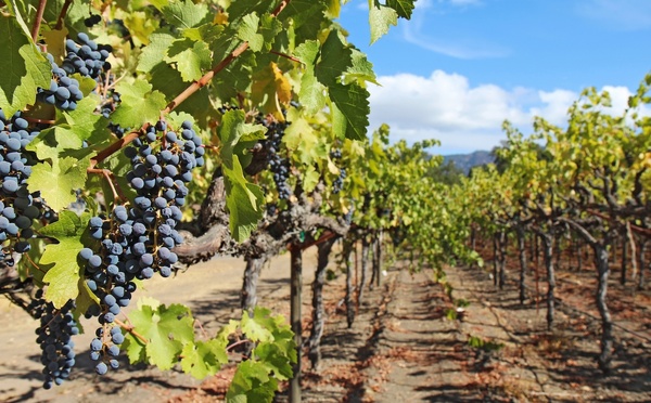 Atout France choisit Cognac pour la 11ᵉ édition de Destination Vignobles