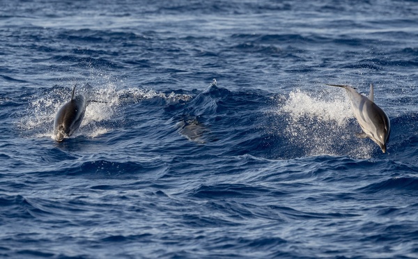 CFC lance trois croisières « Odyssée Marine » en 2026