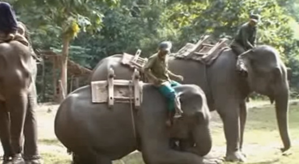 Sous couvert d'éthique, la mort programmée des éléphants du Laos
