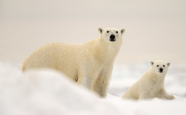 Arctique : un webinaire de Grands Espaces pour décrypter l’avenir de l’ours polaire