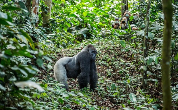 Congo : Kamba Africa propose des expériences immersives au cœur de la forêt tropicale