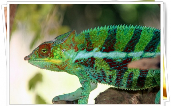 Air Madagascar : 3 rotations hebdo entre Paris et Tananarive