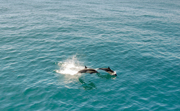 Rio renforce ses actions de conservation marine et de restauration des plages