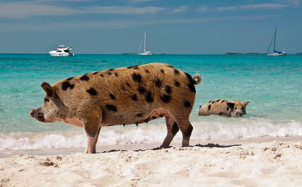Ponant Explorations dévoile une nouvelle croisière entre Bahamas et République dominicaine