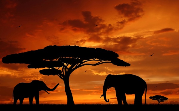 Salaün Holidays lance Afrikaa, sa première collection dédiée à l’Afrique
