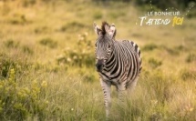 Afrique du Sud : Safaris animaliers et rendez-vous culturels dans le KwaZulu-Natal