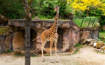 Le Zoo de La Flèche lance les réservations pour 2026 - Photo : Depositphotos.com @AnSyvan