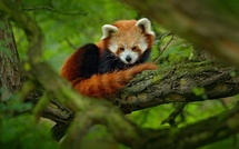 Le Zoo de La Boissière-du-Doré a vécu un été 2025 exceptionnel avec la naissance rare de deux pandas roux - Depositphotos.com, @OndrejProsicky