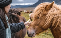 Cavalcades propose 6 voyages à cheval - Depositphotos