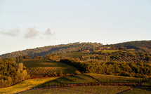 Les meilleures régions viticoles du nord de l'Italie pour les groupes : guide de location d'autocars en Italie