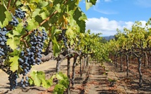 Atout France choisit Cognac pour la 11ᵉ édition de Destination Vignobles