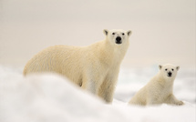 Arctique : un webinaire de Grands Espaces pour décrypter l’avenir de l’ours polaire