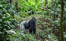 Congo : Kamba Africa propose des expériences immersives au cœur de la forêt tropicale
