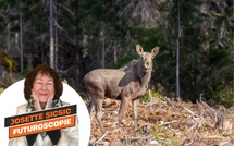 Les migrations d’élans… le mieux-être à la suédoise [ABO]