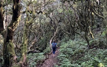 La Gomera : dans la forêt humide, joyau naturel des Canaries !