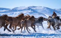 Myriade de chevaux de la steppe