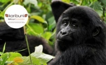 Ouganda, une aventure grandeur nature au cœur de la perle de l’Afrique, avec Karibuni