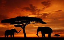 Salaün Holidays lance Afrikaa, sa première collection dédiée à l’Afrique